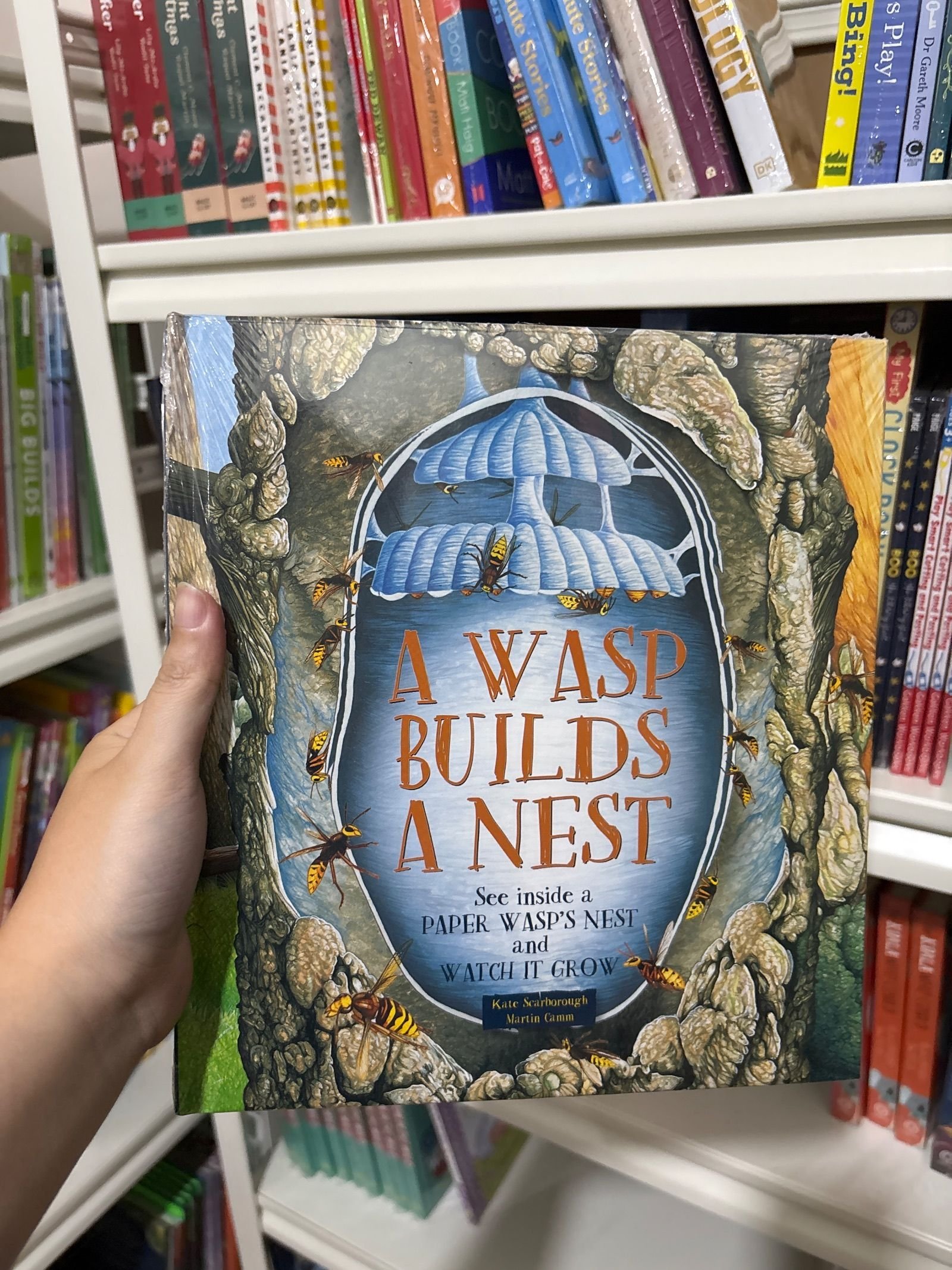 A wasp builds a nest