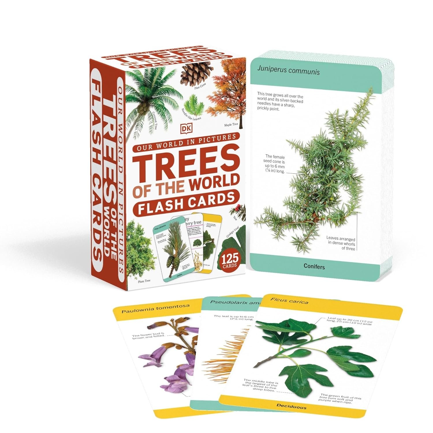 Our World in Pictures Trees of the World Flash Cards