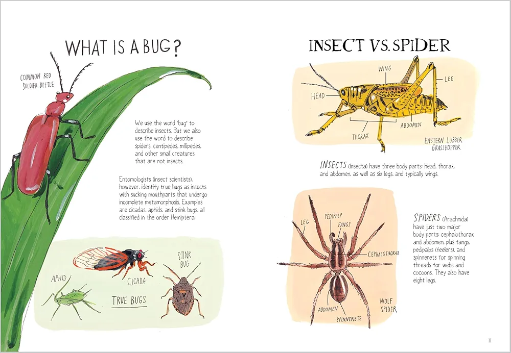 Insect Anatomy preview