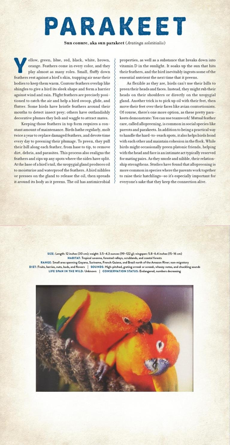 Birds preview