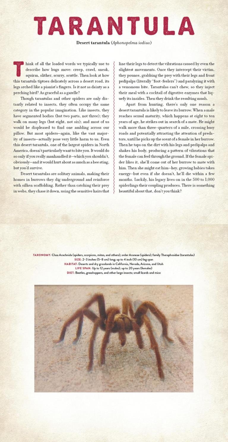Bugs preview