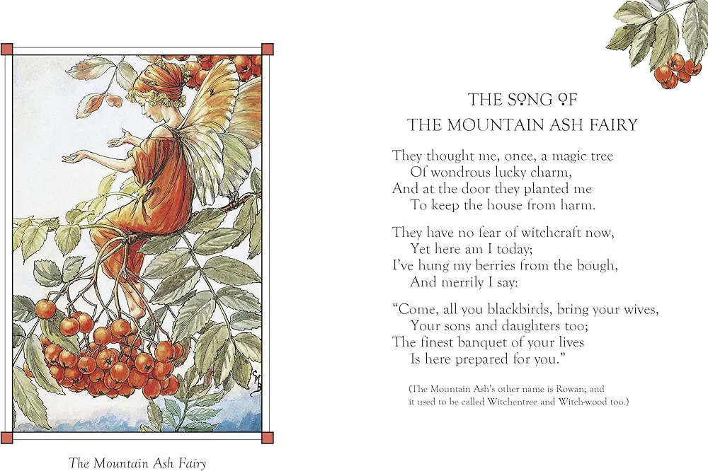 Flower Fairies of the Autumn preview