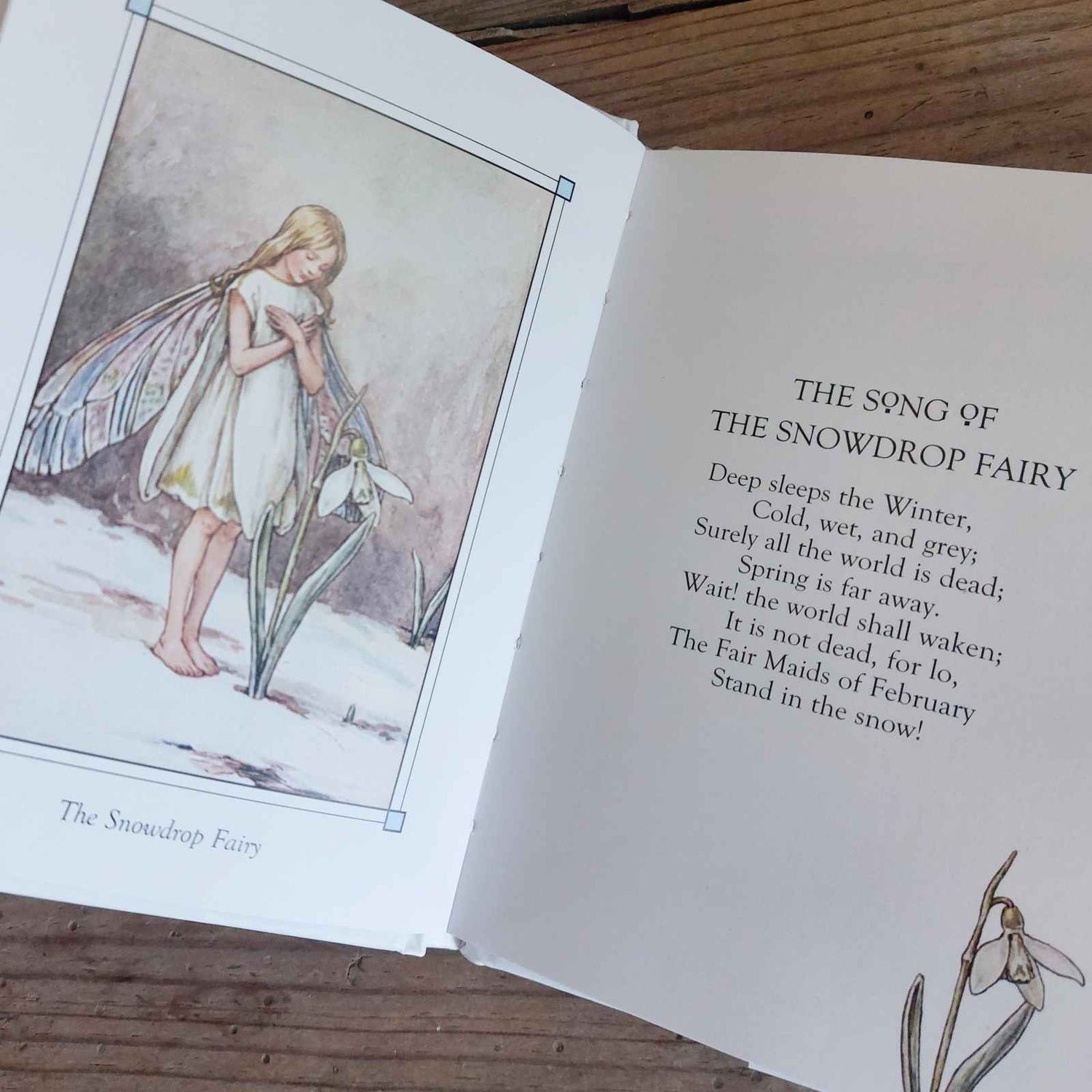 Flower Fairies of the Winter preview