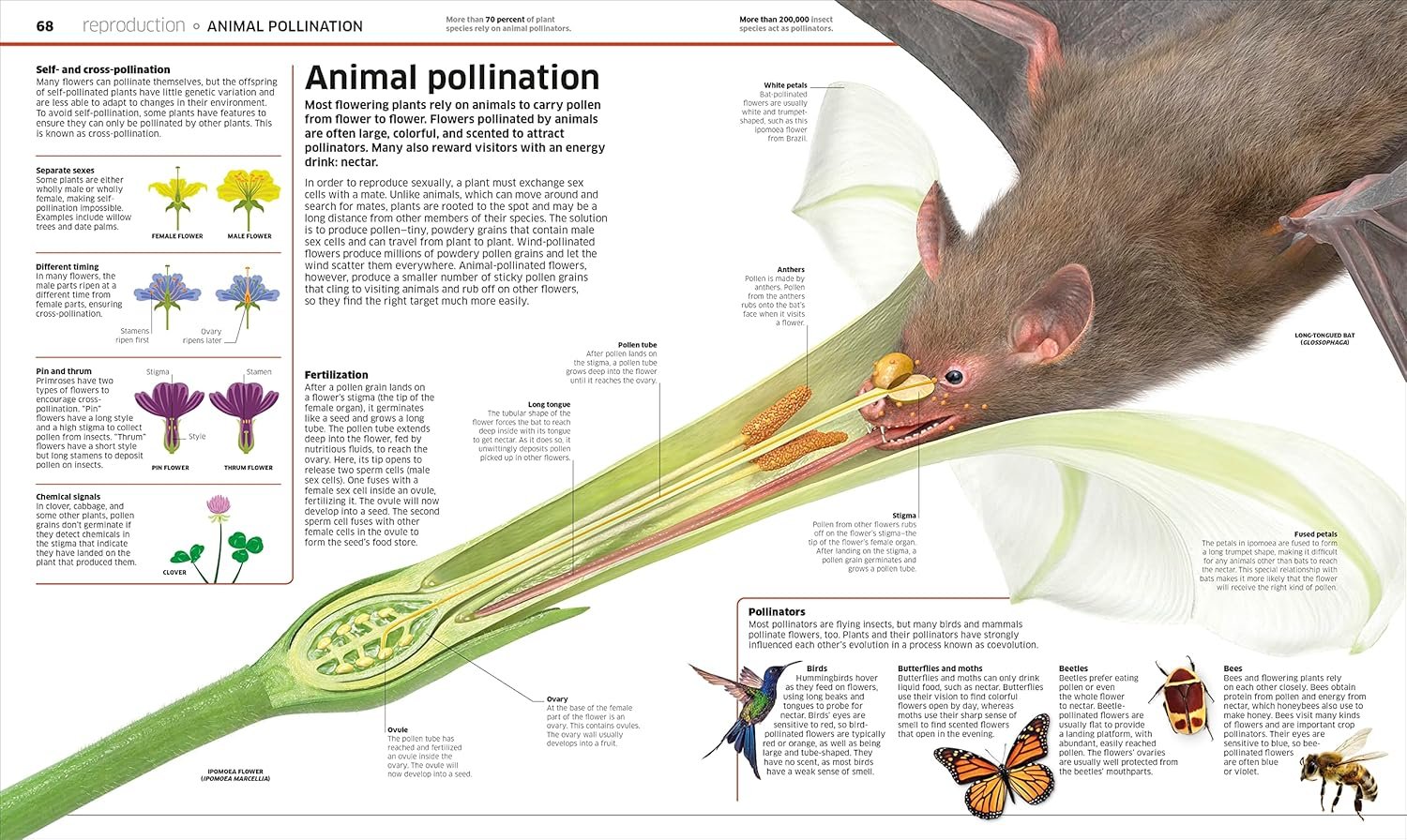 Knowledge Encyclopedia Plants and Fungi! preview