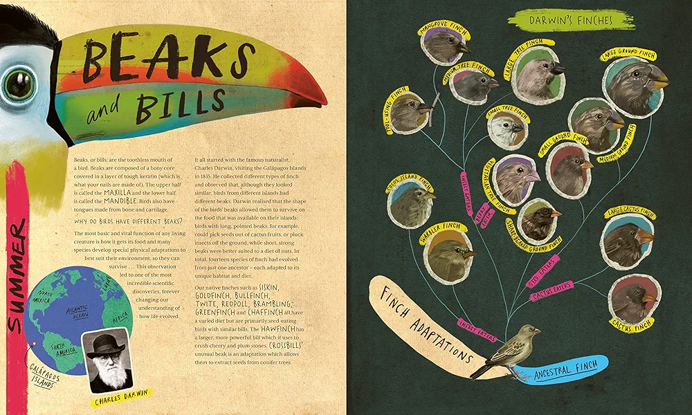 A Wild Child's Book of Birds preview