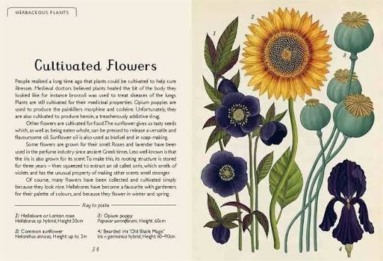 Botanicum (Mini Gift Edition) preview