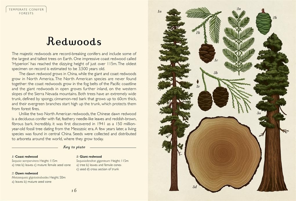 Arboretum (Mini Gift Edition) preview