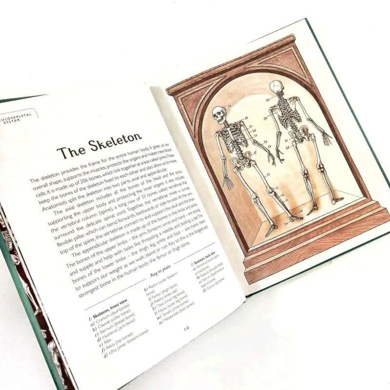 Anatomicum (Junior Edition) preview