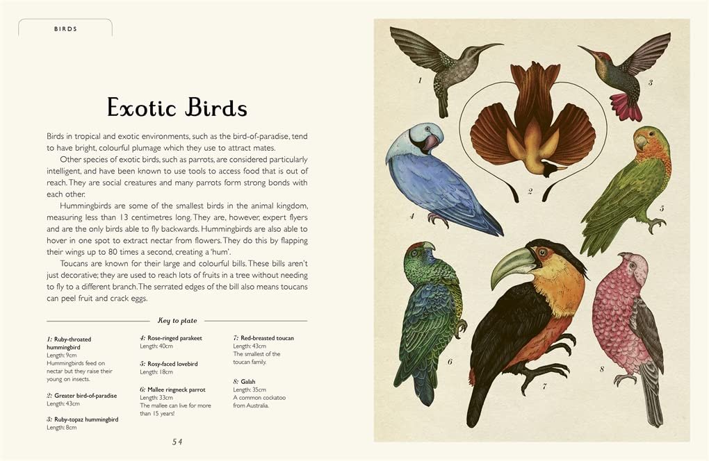 Animalium (Junior Edition) preview