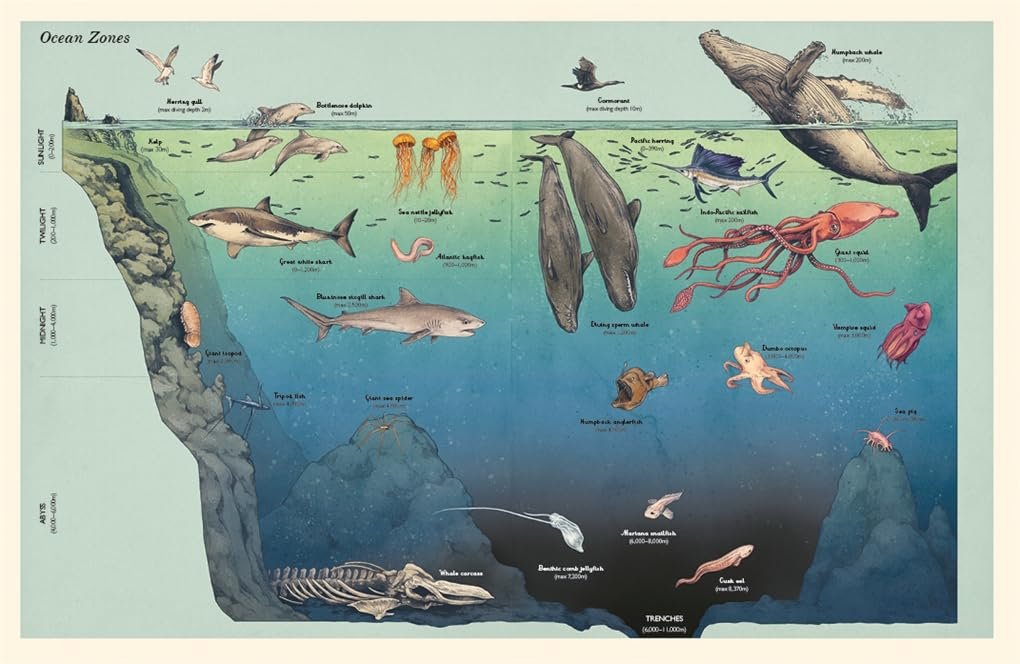 Oceanarium (Junior Edition) preview