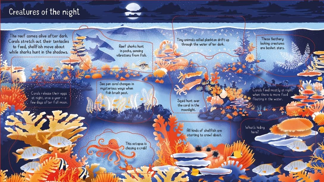 Look Inside a Coral Reef preview