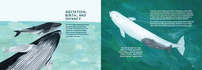Whales preview