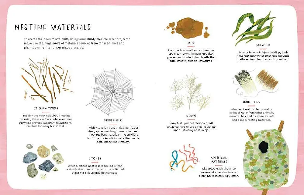 Nests, Eggs, Birds preview