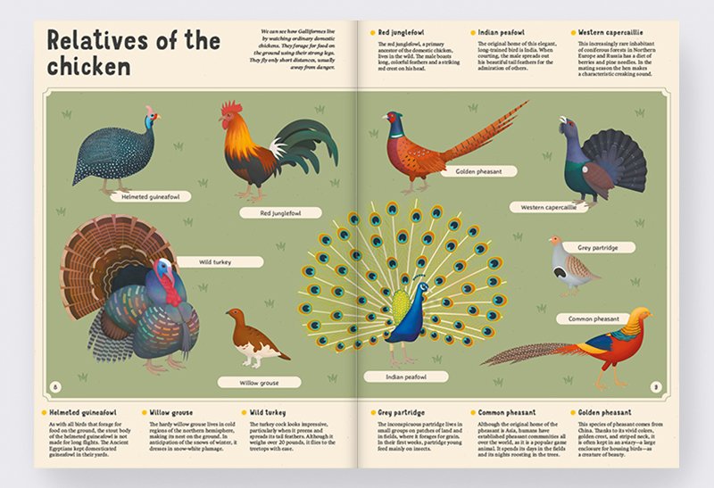 Encyclopedia of Birds for Young Readers preview