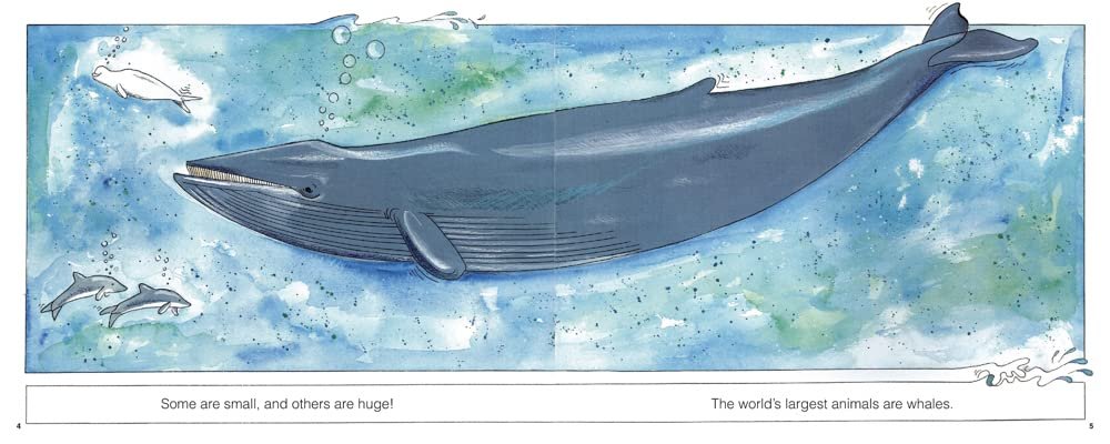 Whales preview