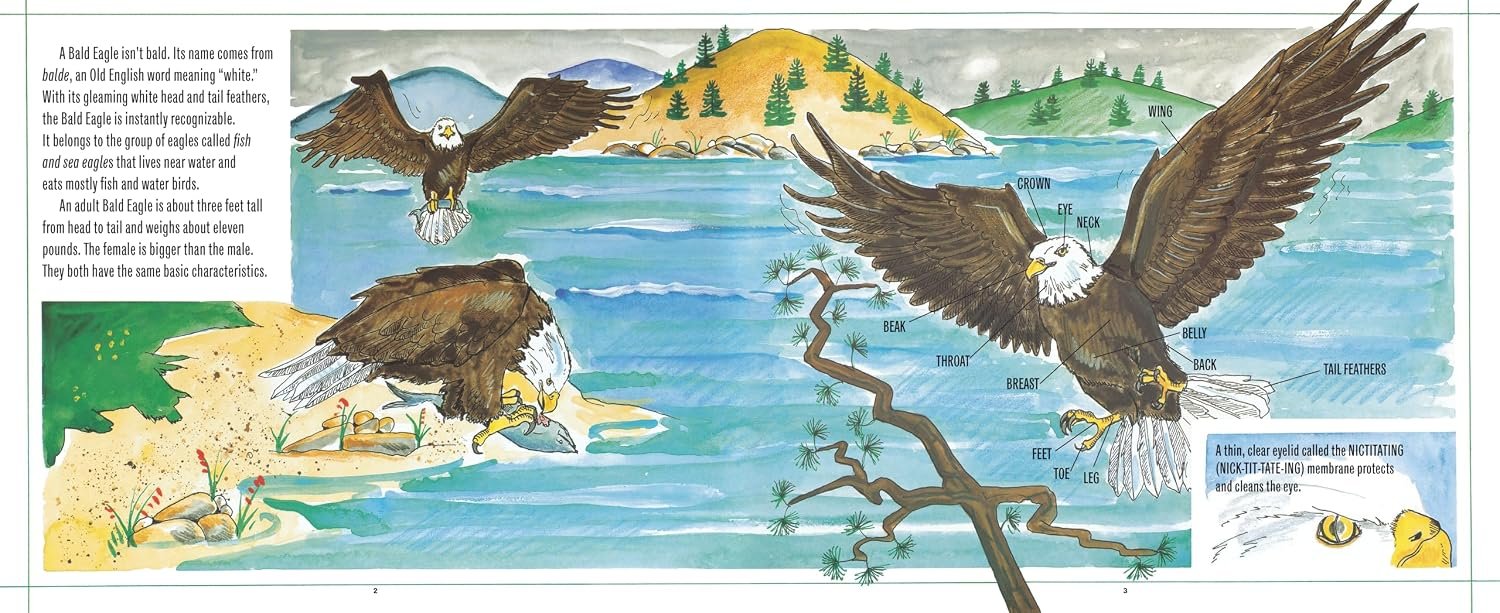 Bald Eagles preview