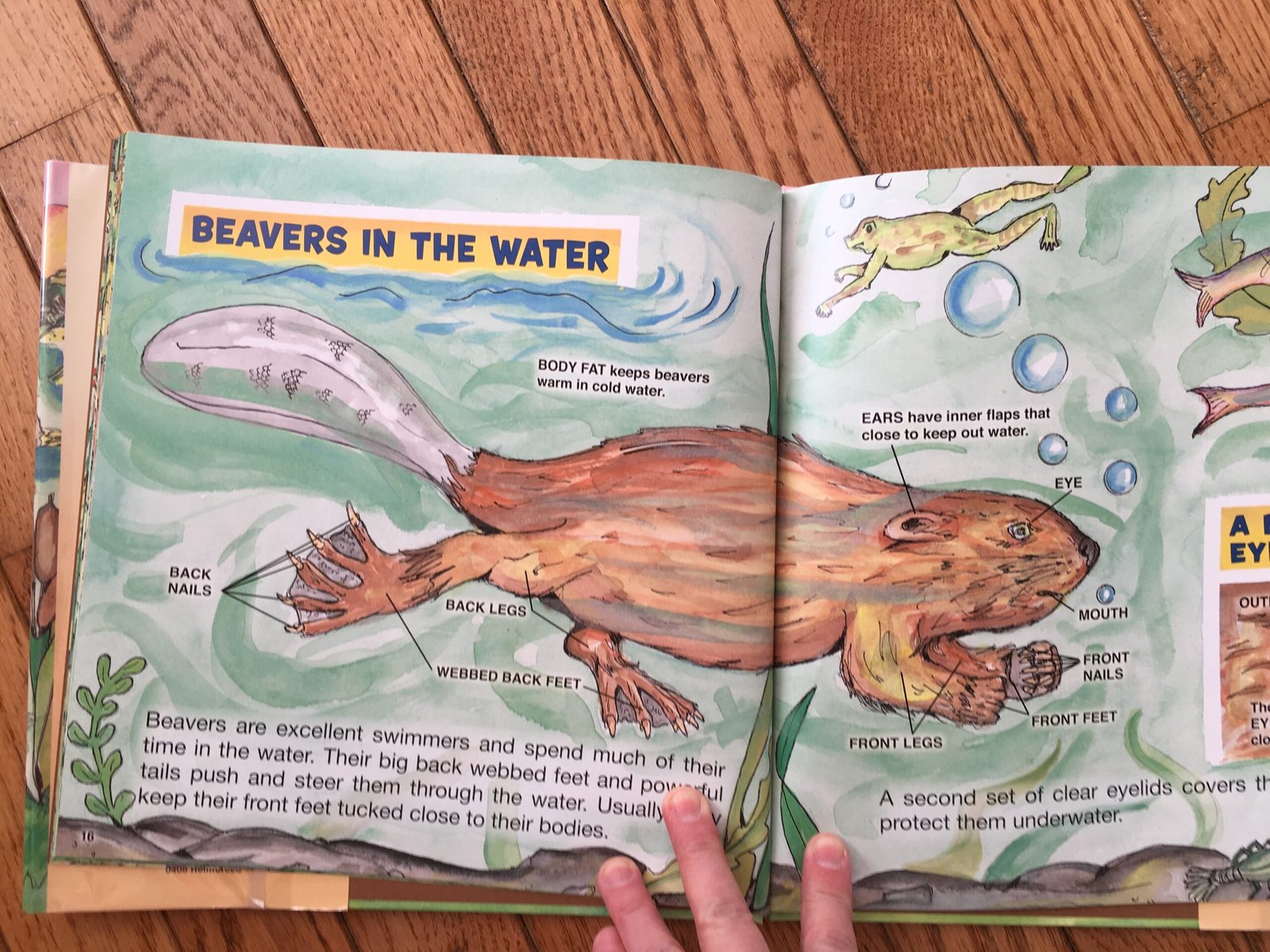 Beavers by Gail Gibbons preview