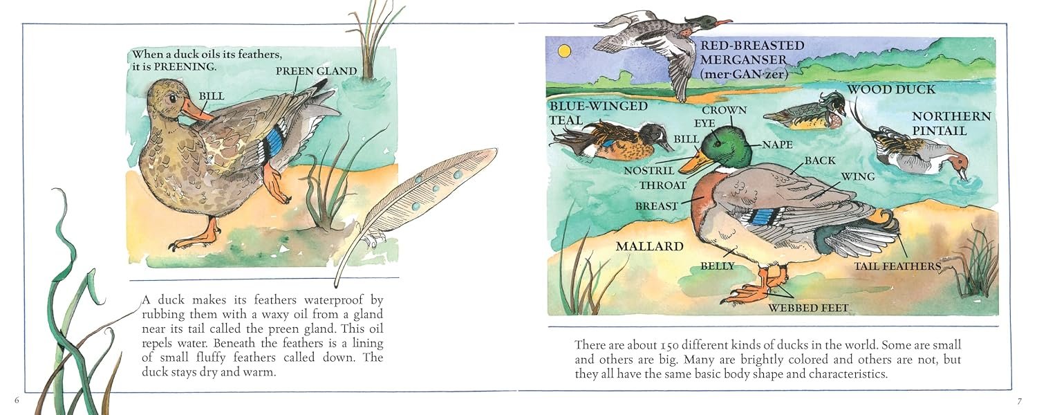 Ducks! (New and Updated) preview