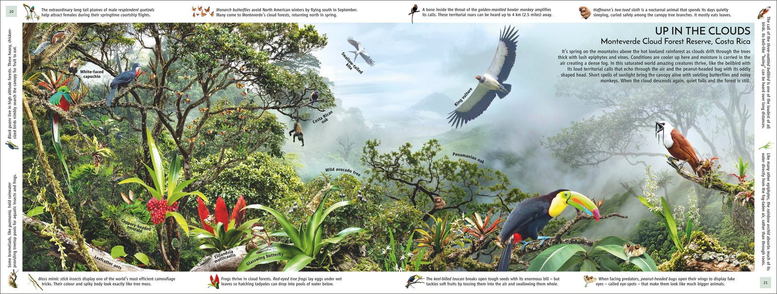 Rainforest preview