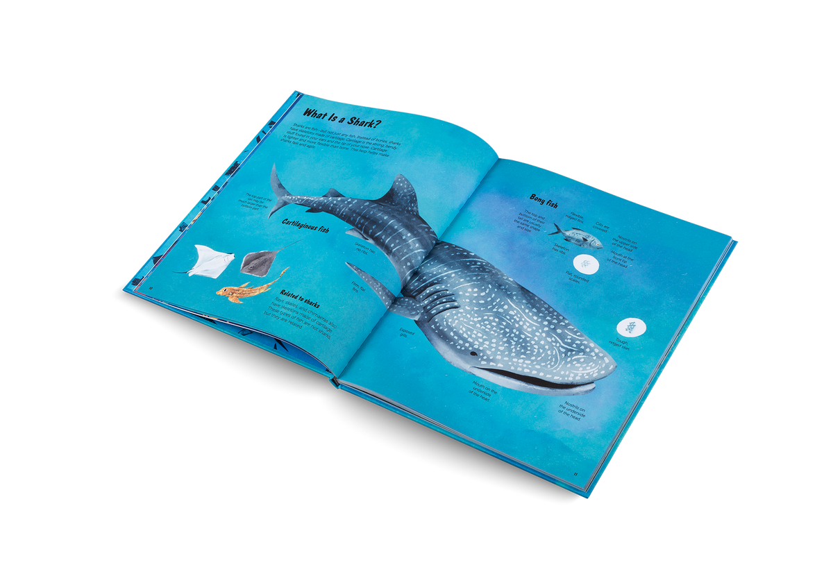 The World of Sharks preview