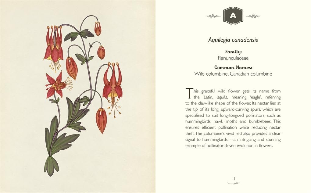 The Curator's Collection: An A to Z of Plants preview