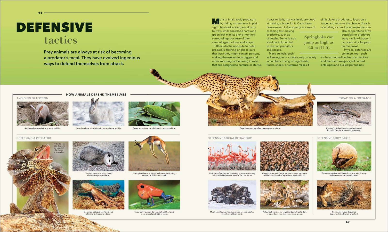 Animals: A Visual Compendium preview